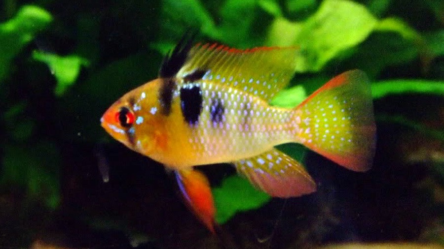Mikrogeophagus Ramirezi 6