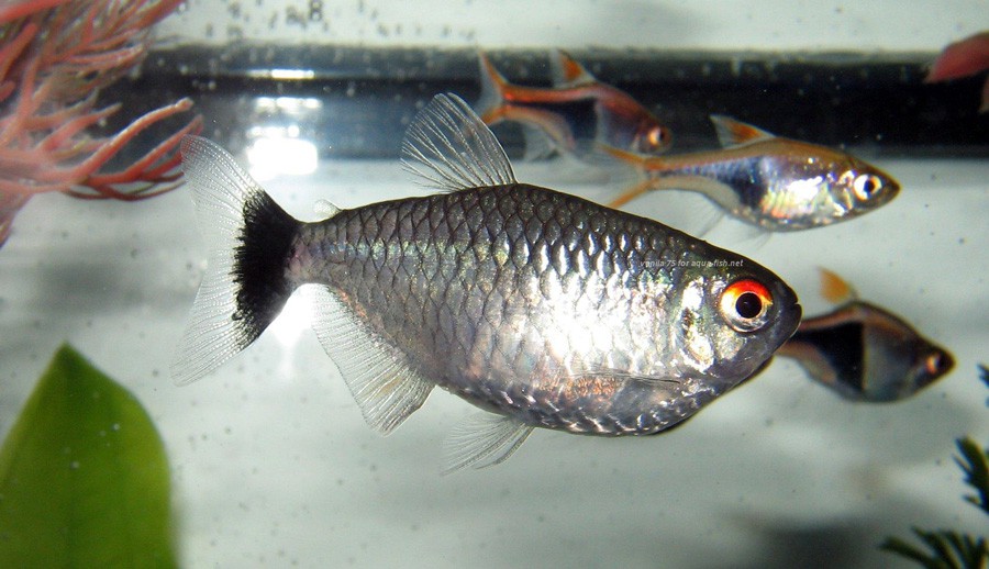 Tetra de Banda Amarilla