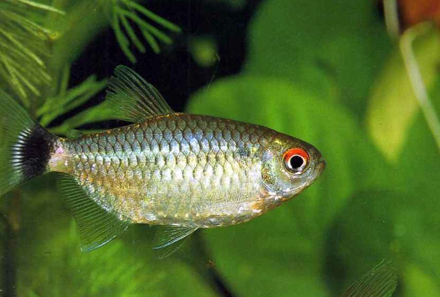 Moenkhausia Sanctaefilomenae 2
