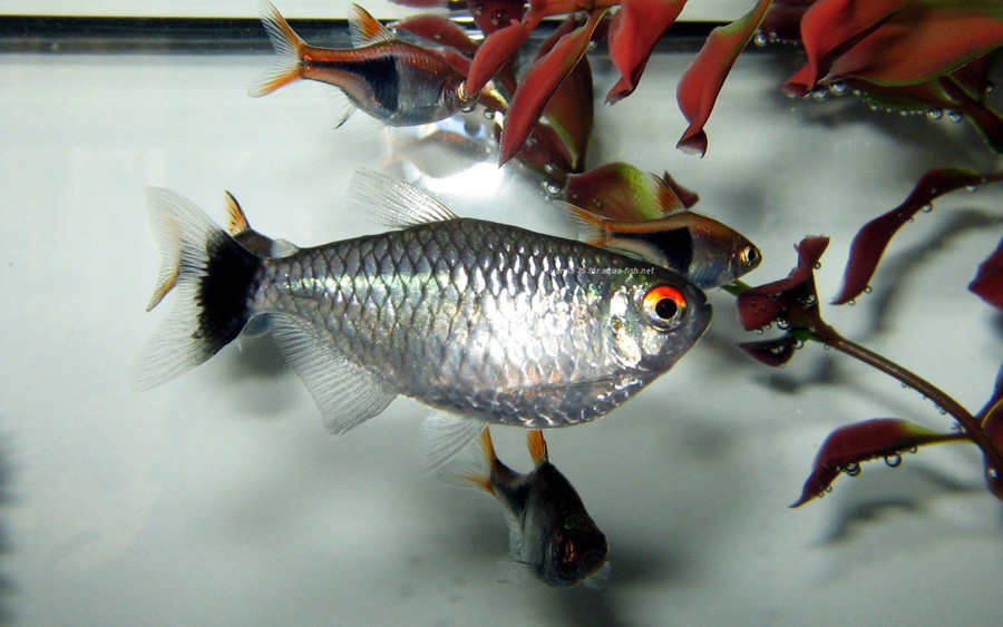Moenkhausia Sanctaefilomenae 3