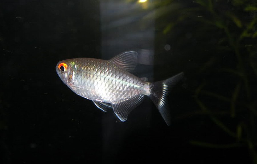 Moenkhausia Sanctaefilomenae 4