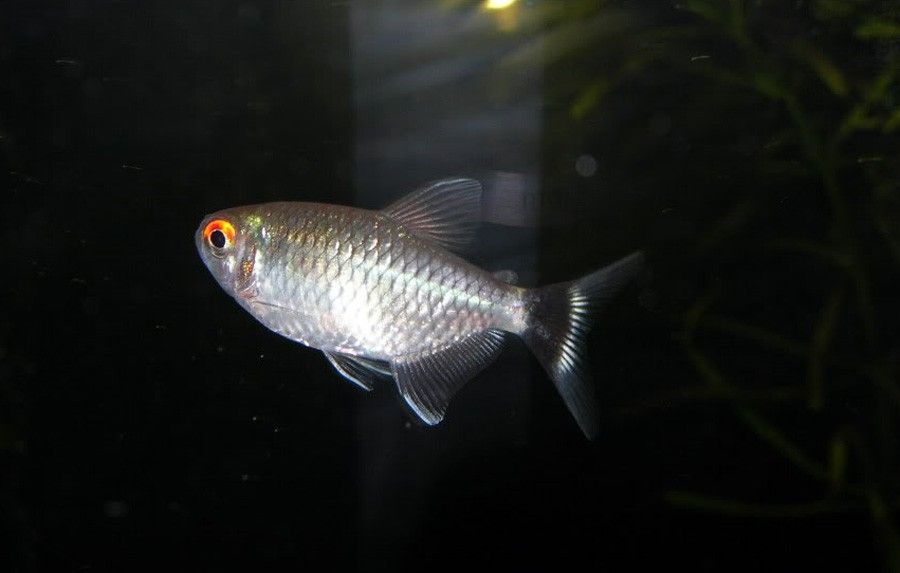 Moenkhausia Sanctaefilomenae 4