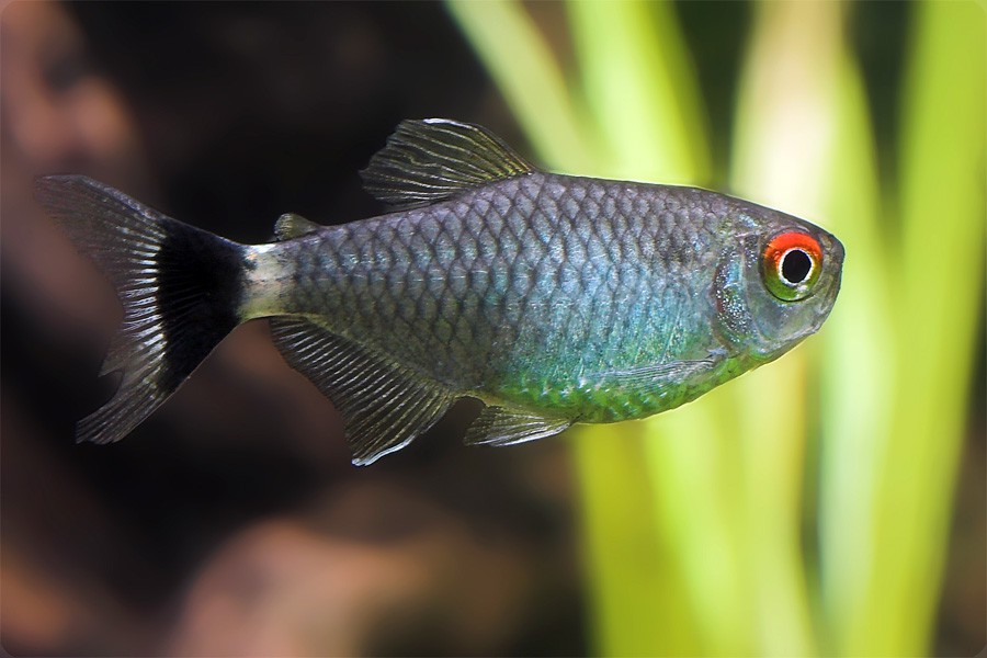 Moenkhausia Sanctaefilomenae 5