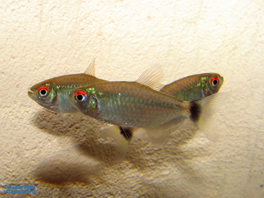 Moenkhausia Sanctaefilomenae 6