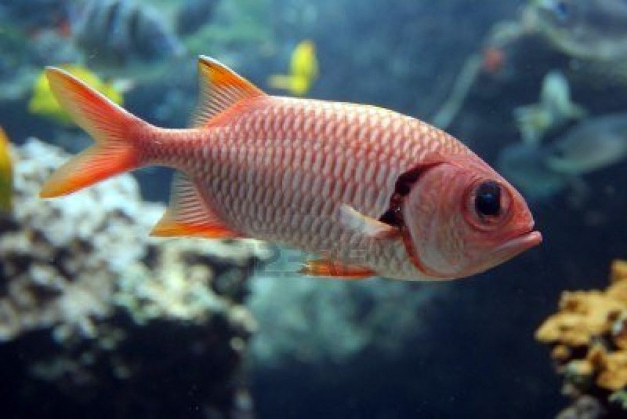 Pez Soldado Rojo