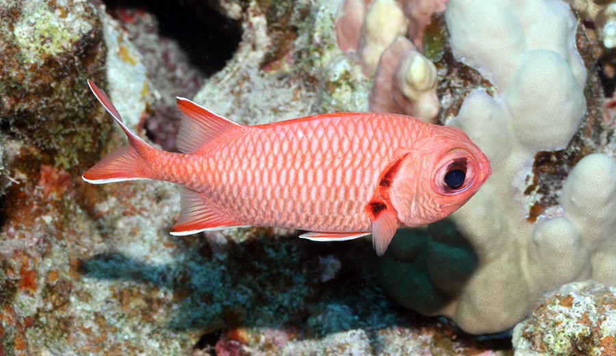 Myripristis Murdjan 2