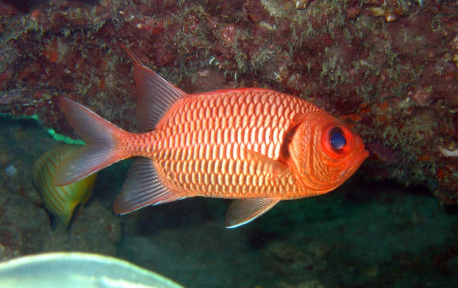 Myripristis Murdjan 3