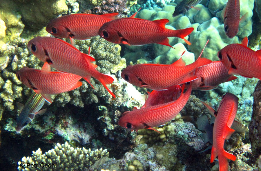 Myripristis Murdjan 4