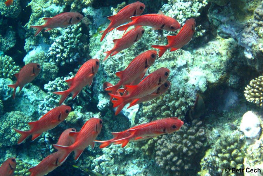 Myripristis Murdjan 5