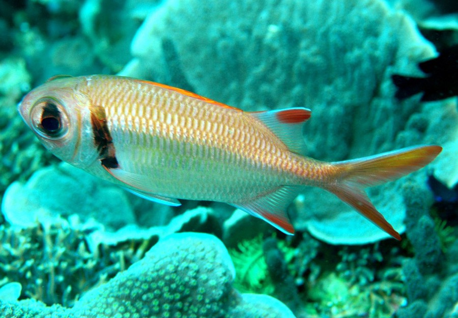 Myripristis Murdjan 6