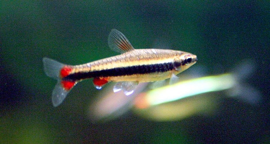 Nannostomus Beckfordi 2