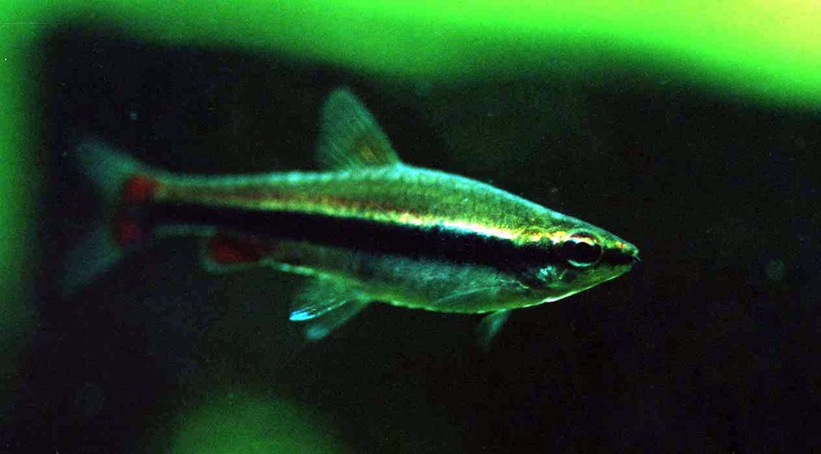 Nannostomus Beckfordi 3