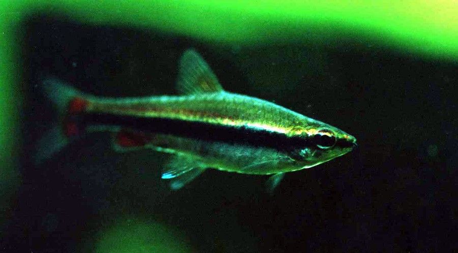 Nannostomus Beckfordi 3