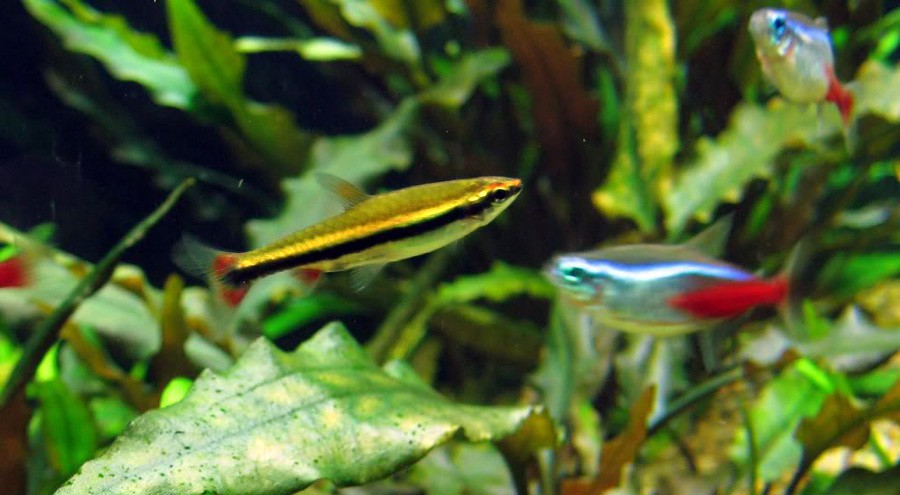 Nannostomus Beckfordi 4