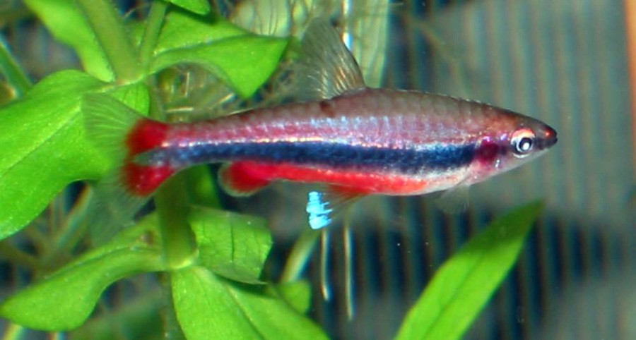 Nannostomus Beckfordi 5