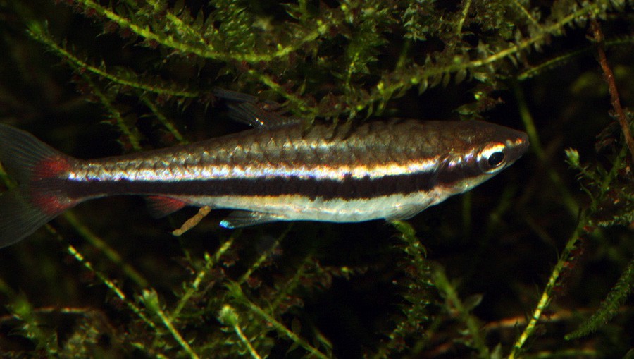 Nannostomus Beckfordi 6