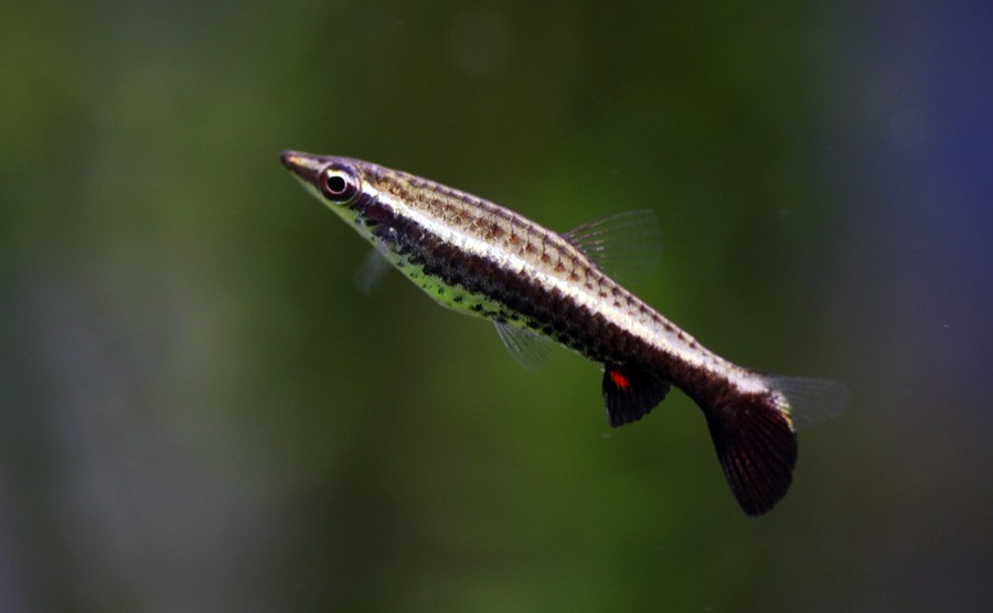 Nannostomus Eques 2