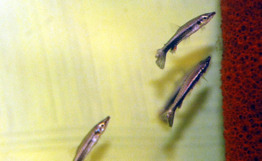 Nannostomus Eques 3