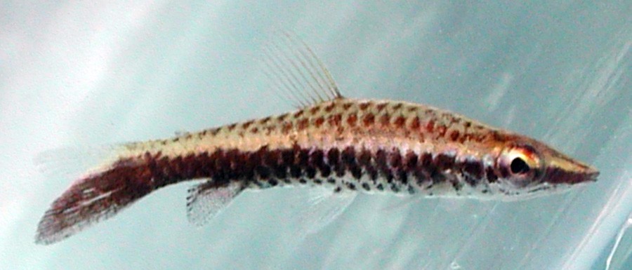 Nannostomus Eques 4