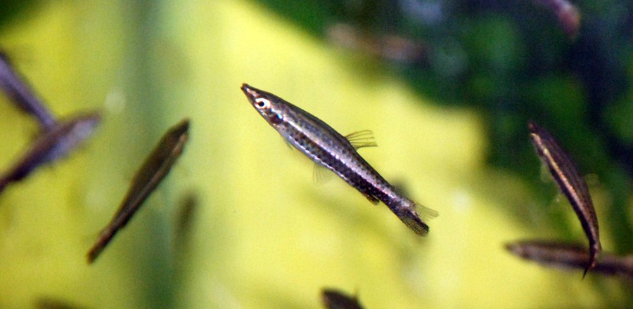 Nannostomus Eques 5
