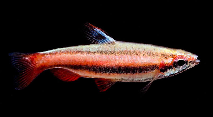 Nannostomus Marginatus
