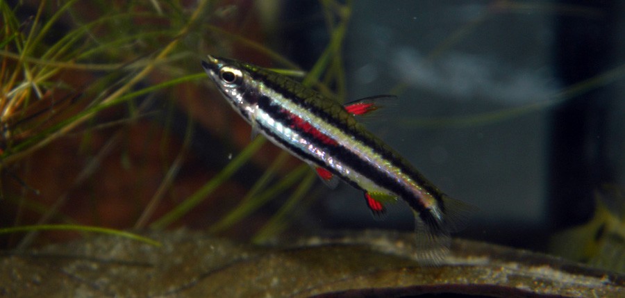 Nannostomus Marginatus 2
