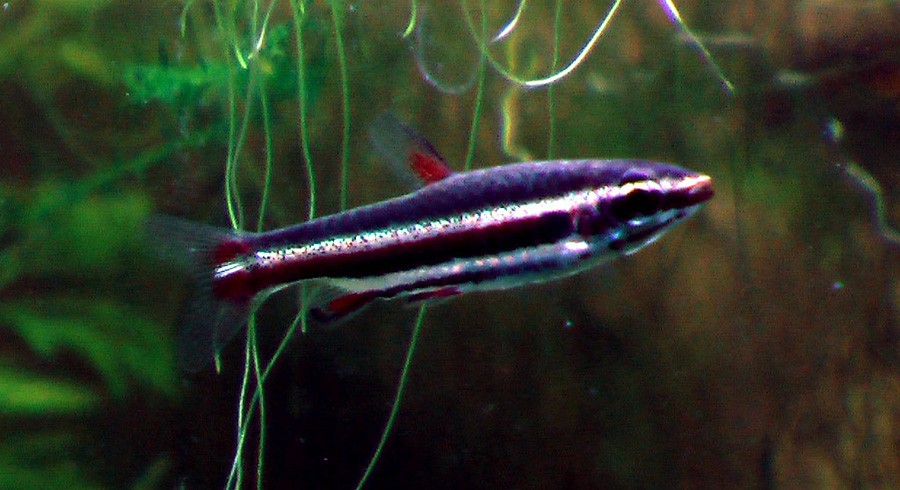 Nannostomus Marginatus 3