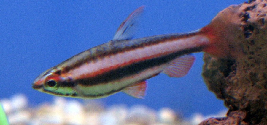 Nannostomus Marginatus 4