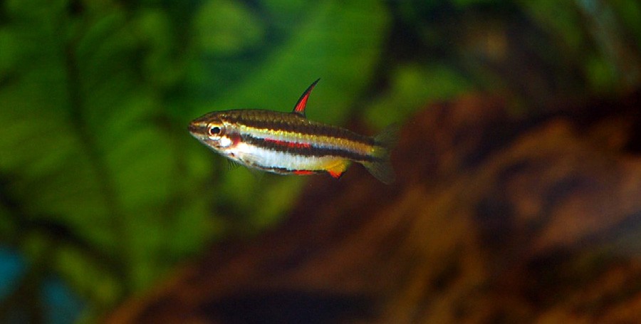 Nannostomus Marginatus 5