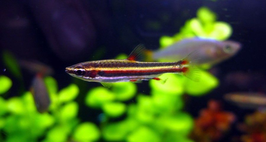 Nannostomus Marginatus 6