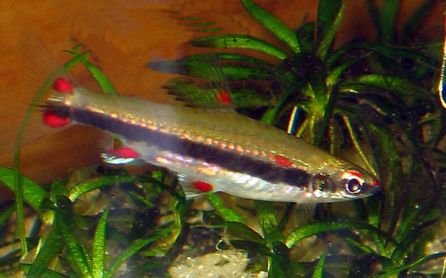 Nannostomus Trifasciatus 2