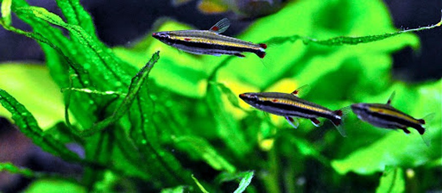 Nannostomus Trifasciatus 3