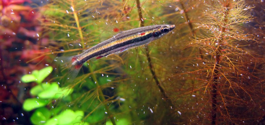 Nannostomus Trifasciatus 4