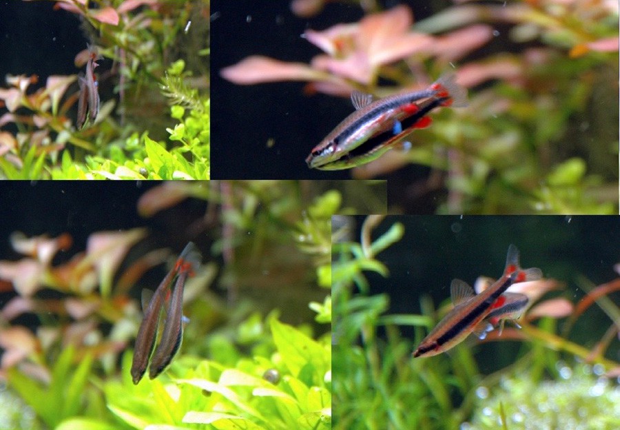 Nannostomus Trifasciatus 5