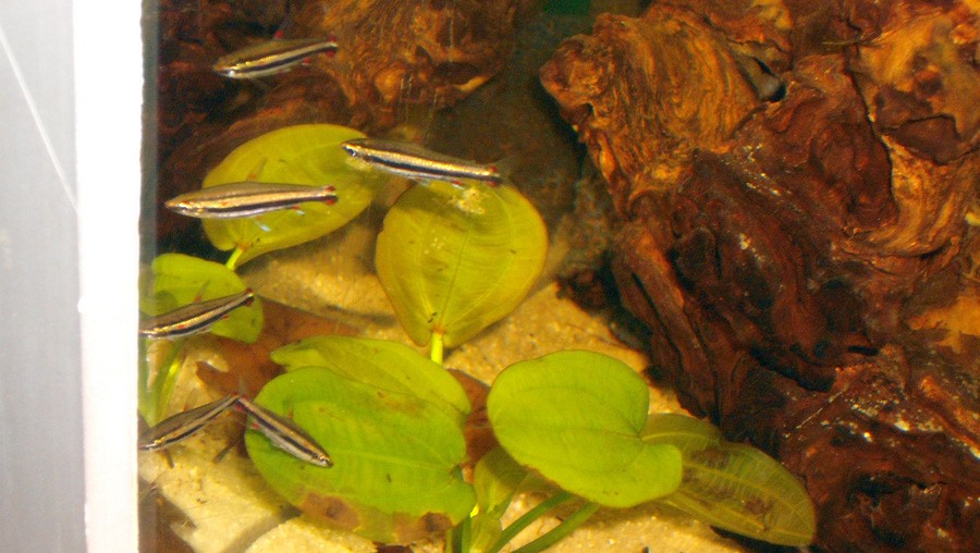 Nannostomus Trifasciatus 6
