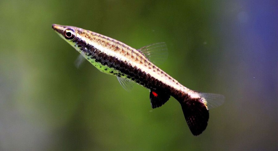 Nannostomus Unifasciatus 2