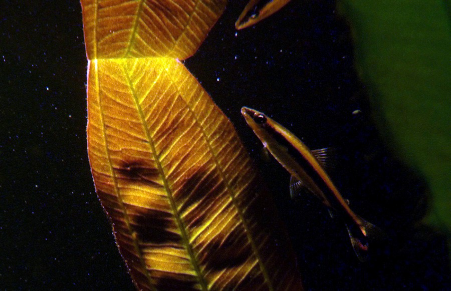 Nannostomus Unifasciatus 3
