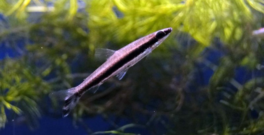 Nannostomus Unifasciatus 4