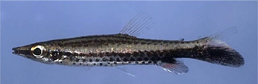 Nannostomus Unifasciatus 5