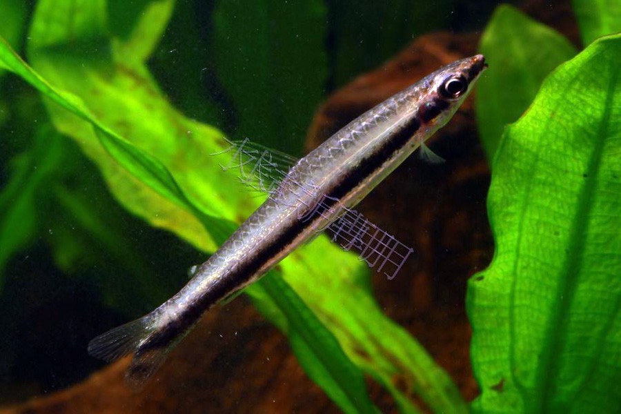 Nannostomus Unifasciatus 6