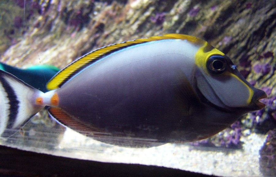 Cirujano Lápiz de Labio