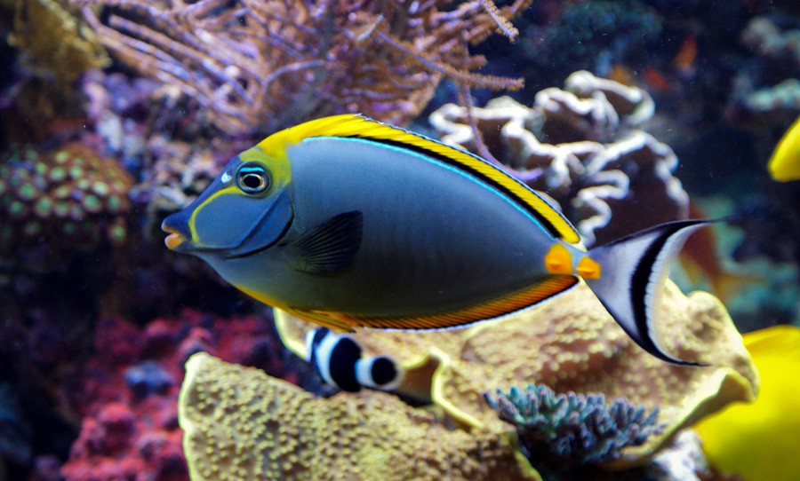 Naso Elegans 2