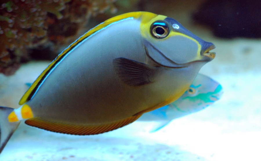 Naso Elegans 3