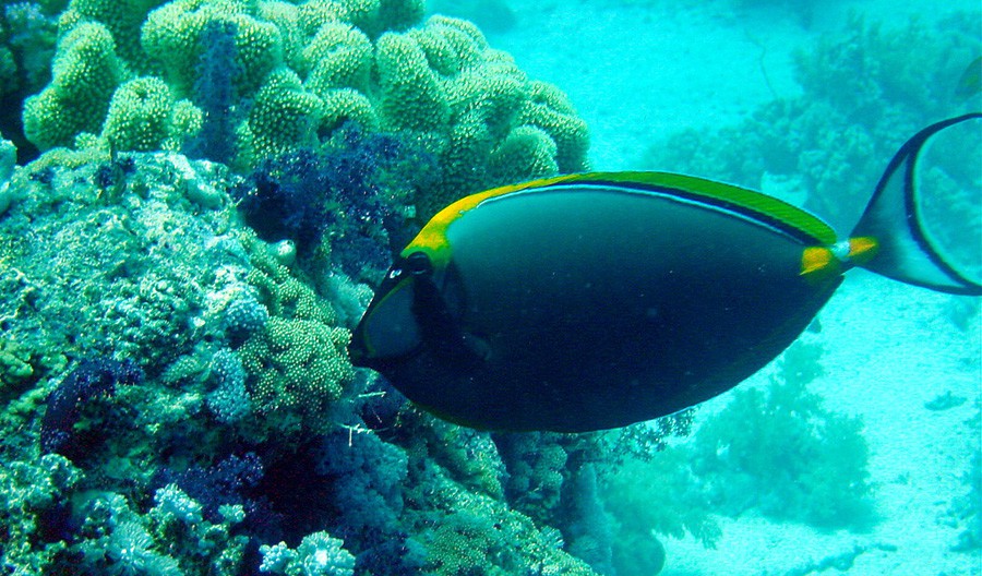 Naso Elegans 4