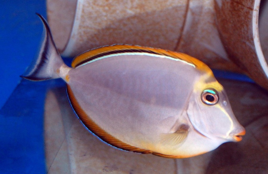 Naso Elegans 5
