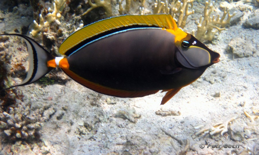 Naso Elegans 6