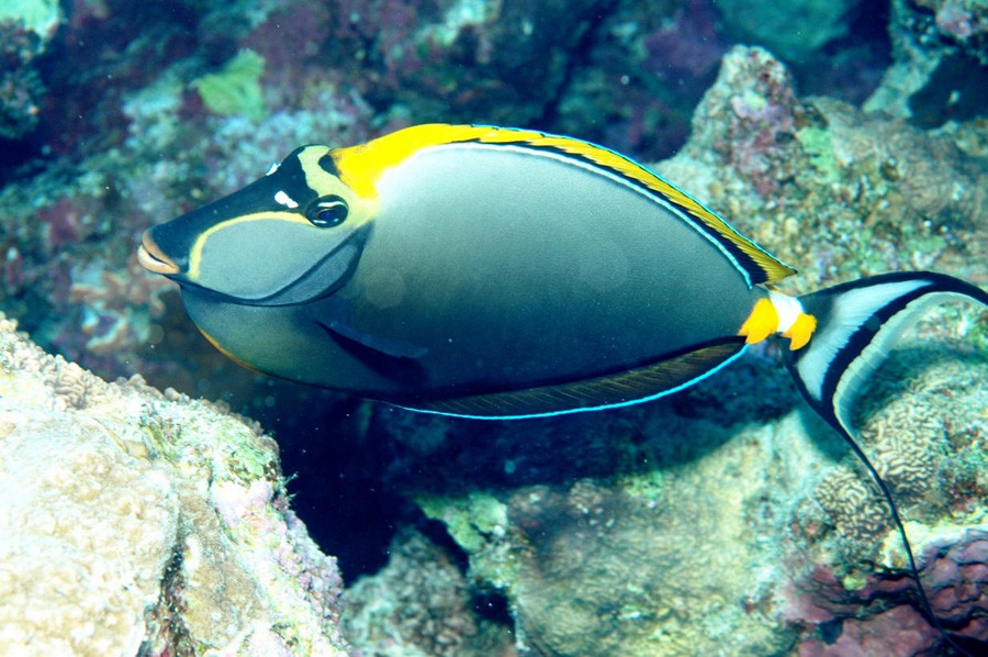 Naso Lituratus 2