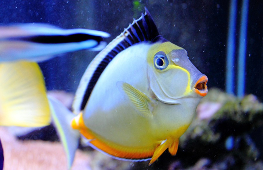 Naso Lituratus 3