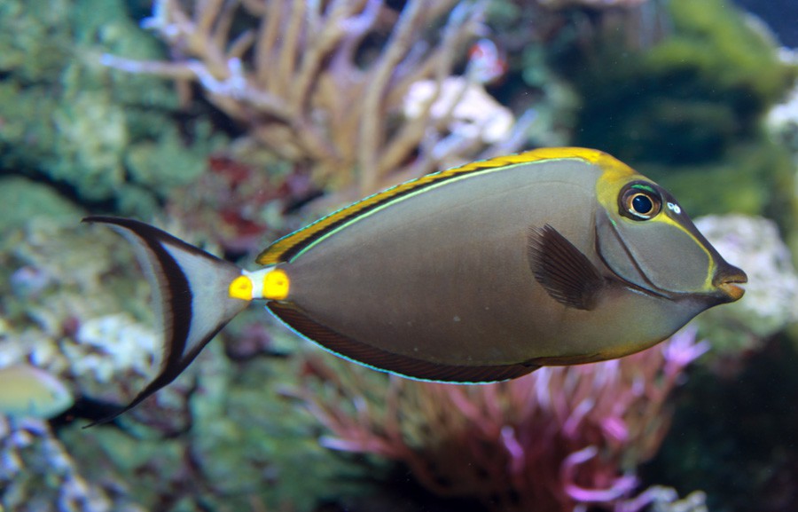 Naso Lituratus 4