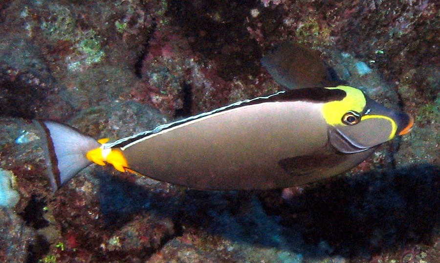 Naso Lituratus 5